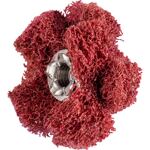 Schleifstern POLINOX D.25mm K.280 2-lagig 19100min-¹ PFERD